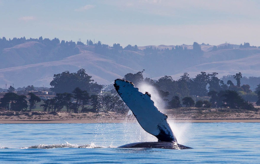 Waving Whale Print Metal