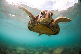 Turtle Print Metal